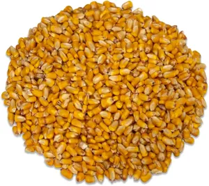 JCs Wildlife Critter Corn - Loose Shelled Corn for Wildlife 40 lbs - Grown in Southern Indiana - Dried Feed Corn for Squirrels, Deer, Turkeys, Ducks, Woodchucks, Birds, and More!