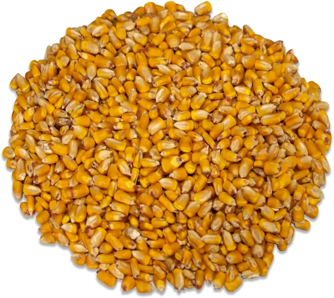 JCs Wildlife Critter Corn - Loose Shelled Corn for Wildlife 40 lbs - Grown in Southern Indiana - Dried Feed Corn for Squirrels, Deer, Turkeys, Ducks, Woodchucks, Birds, and More!