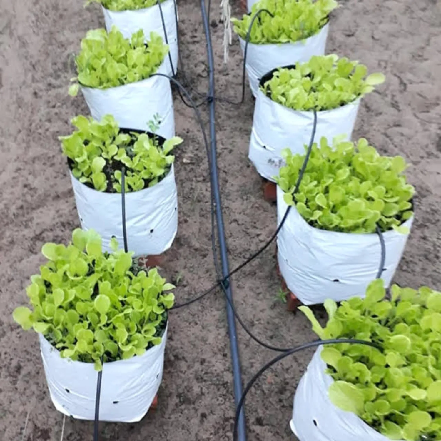 LDPE Double layer Grow Bag 16x16x30 cm UV Protected